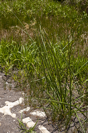 Cyperus articulatus