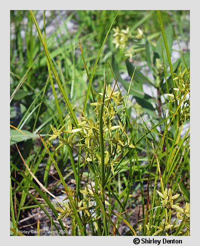 Cyperus compressus