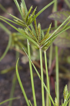 Cyperus compressus