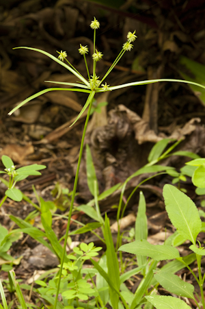 Cyperus croceus