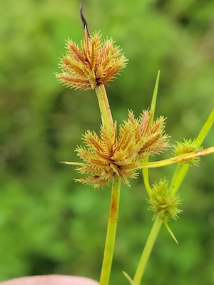 Cyperus cuspidatus