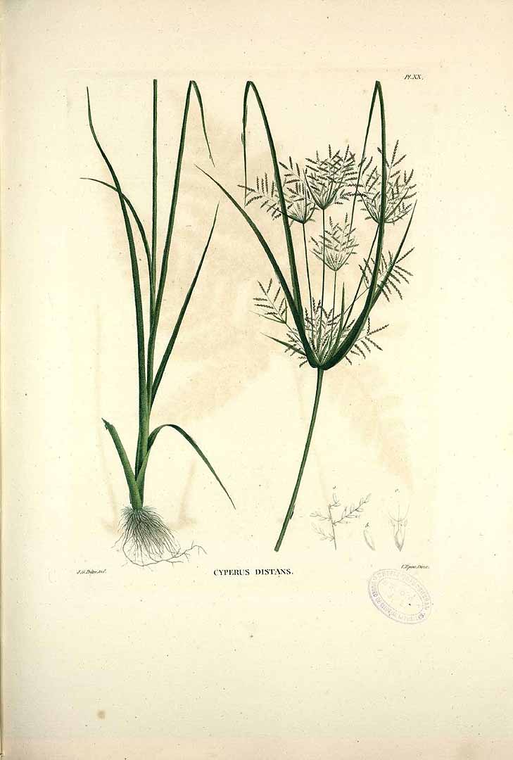 Cyperus distans