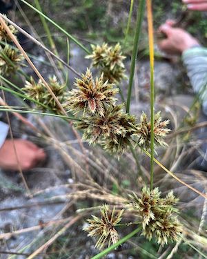 Cyperus elegans