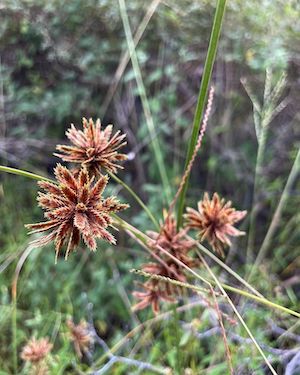 Cyperus elegans