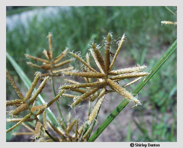 Cyperus esculentus