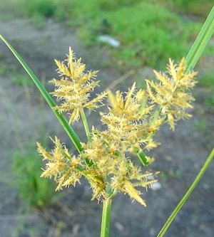 Cyperus esculentus