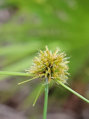 Cyperus filiculmis