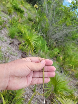 Cyperus filiculmis