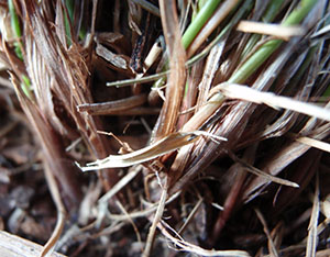 Cyperus floridanus