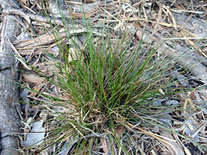 Cyperus floridanus