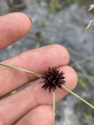 Cyperus fuligineus