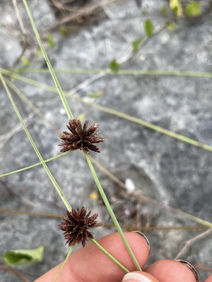 Cyperus fuligineus