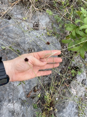 Cyperus fuligineus