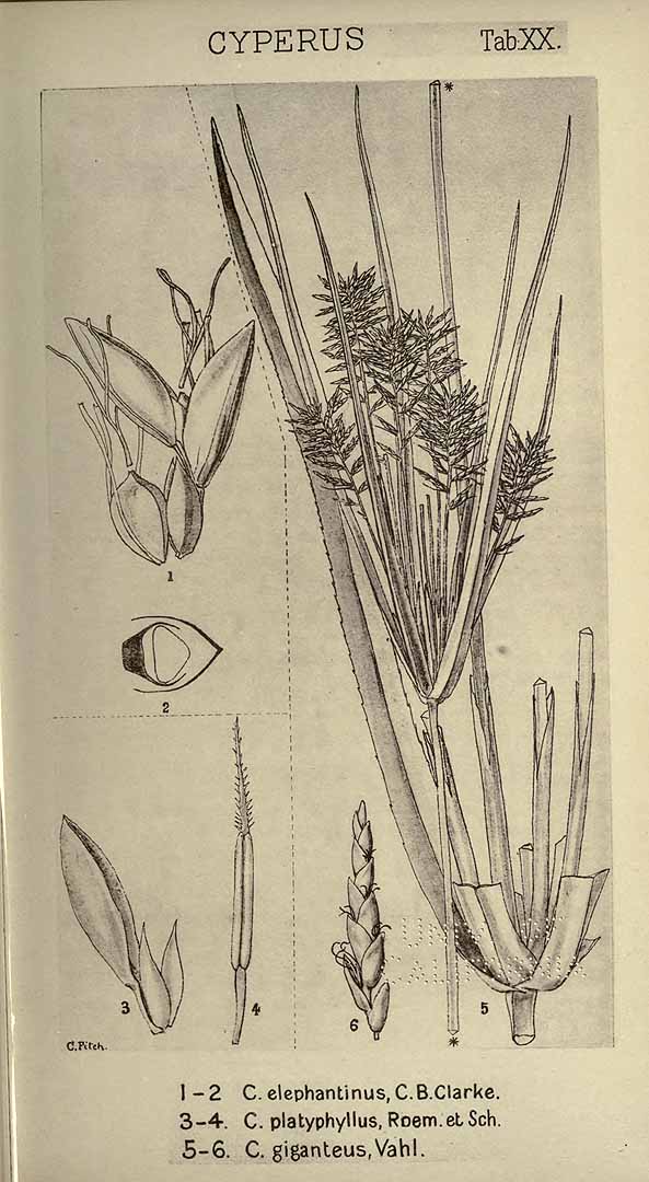 Cyperus giganteus