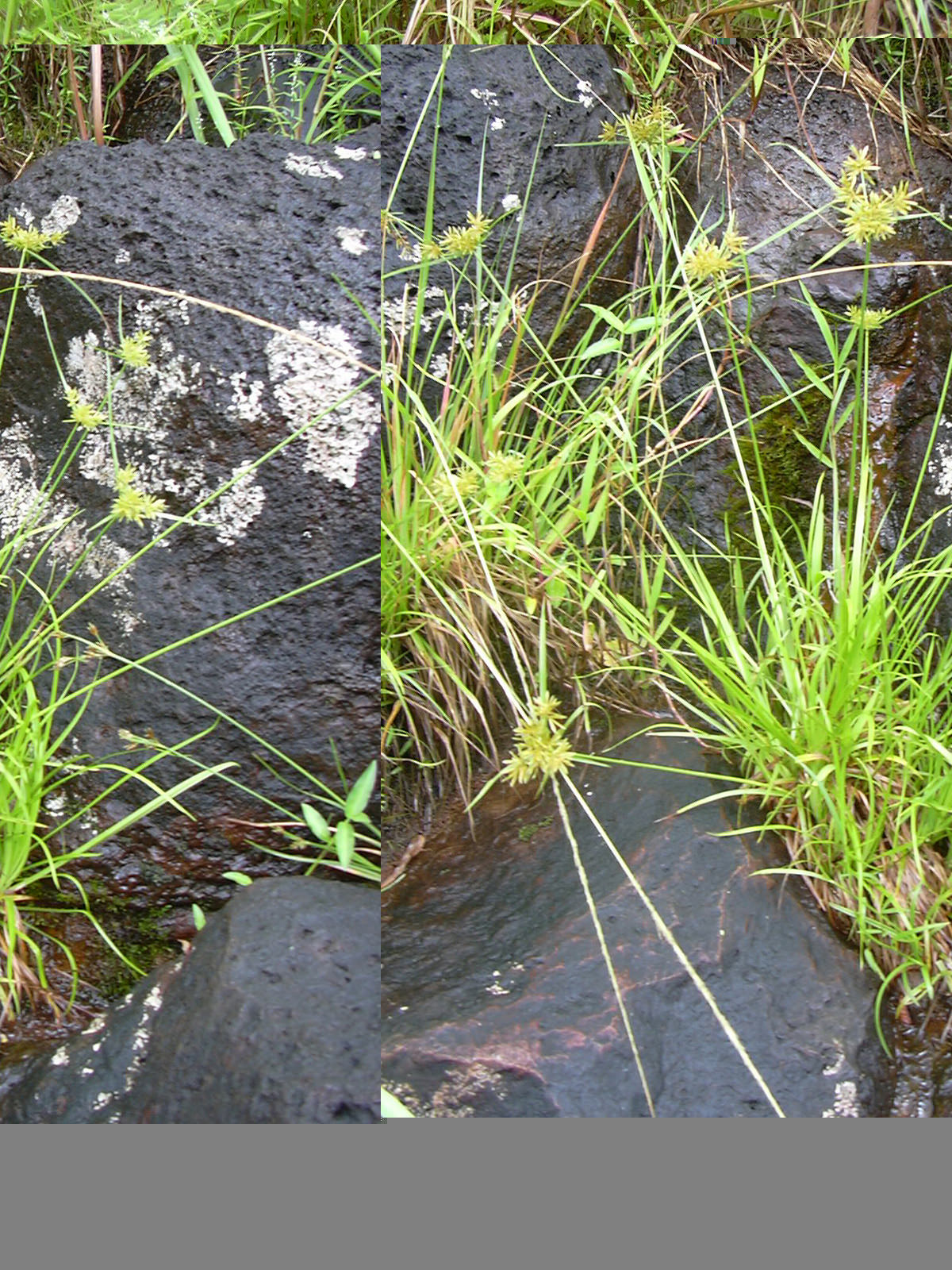 Cyperus haspan