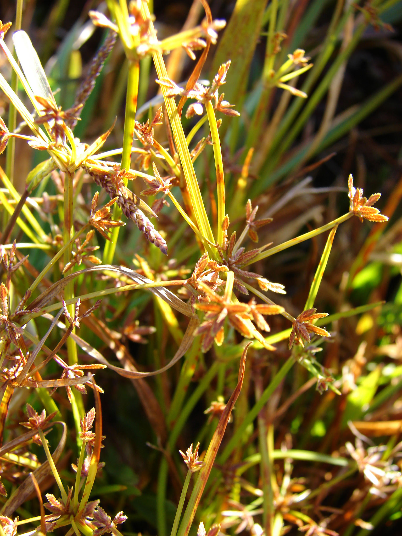 Cyperus haspan