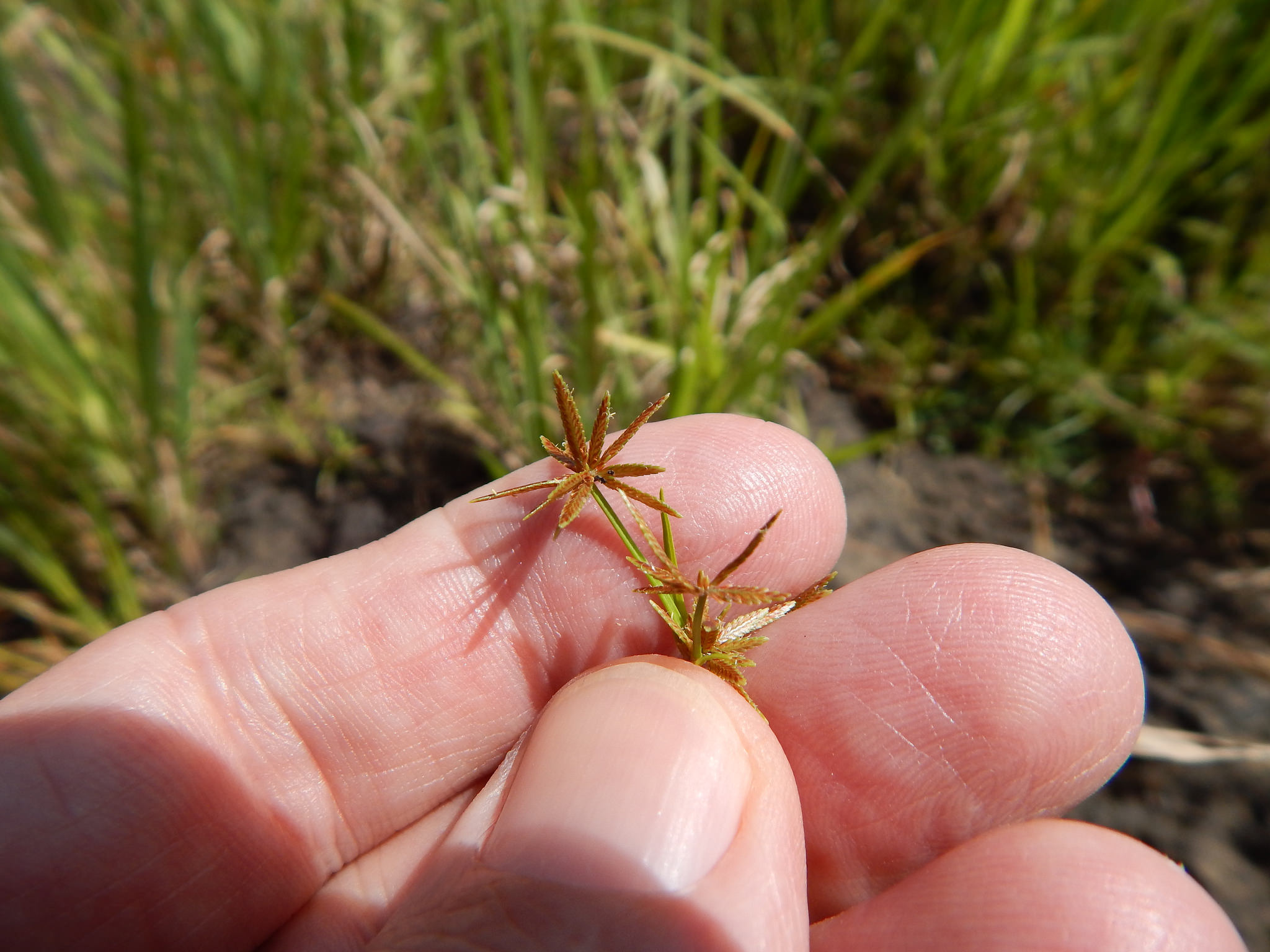 Cyperus haspan