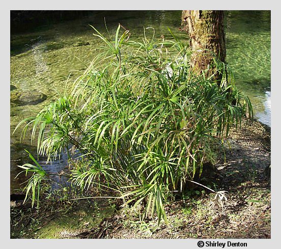 Cyperus involucratus