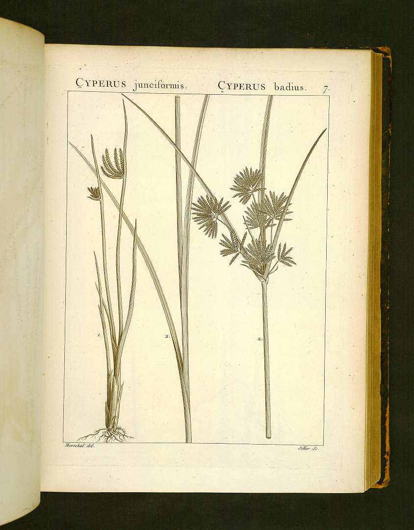 Cyperus laevigatus