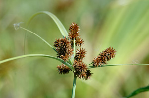 Cyperus ligularis