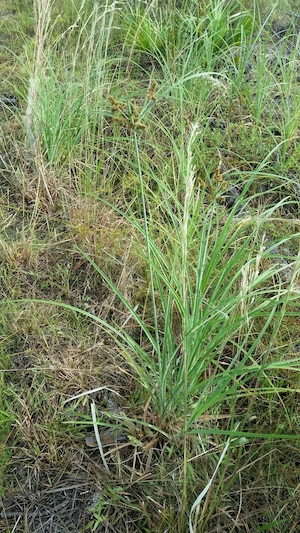 Cyperus ligularis