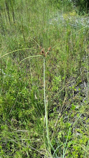 Cyperus ligularis