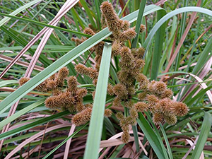 Cyperus ligularis