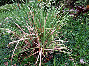 Cyperus ligularis