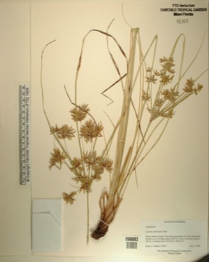 Cyperus ochraceus