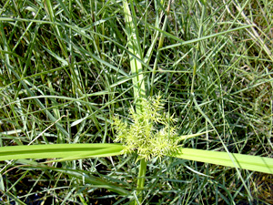 Cyperus odoratus