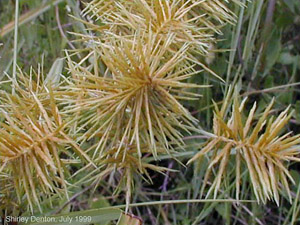 Cyperus odoratus