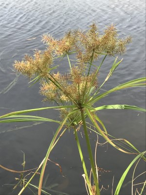 Cyperus odoratus