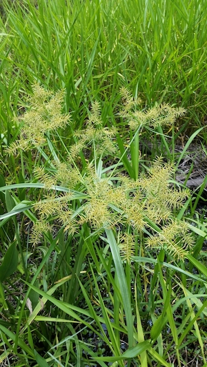 Cyperus odoratus