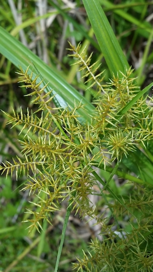 Cyperus odoratus