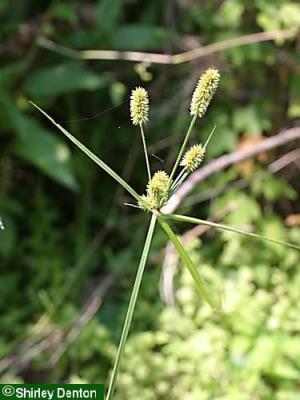 Cyperus ovatus