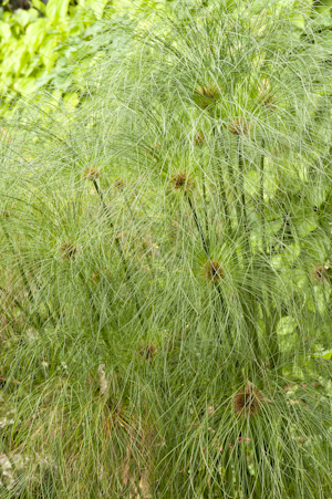 Cyperus papyrus