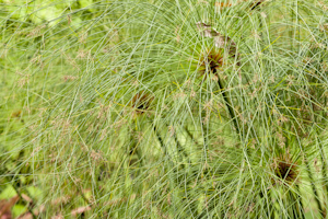 Cyperus papyrus