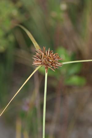 Cyperus planifolius