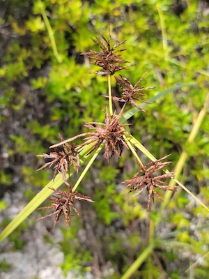 Cyperus planifolius