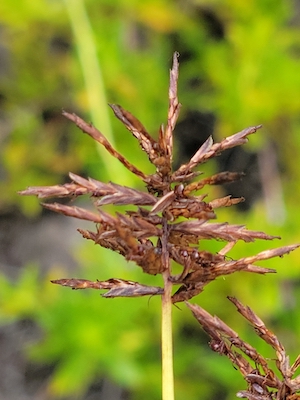 Cyperus planifolius