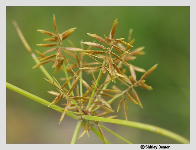 Cyperus polystachyos