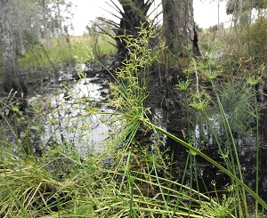 Cyperus prolifer