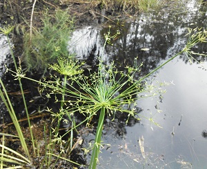 Cyperus prolifer