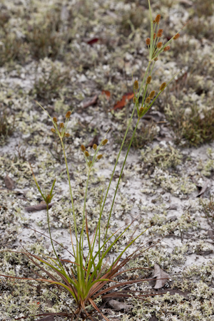 Cyperus ovatus