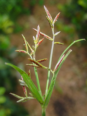 Cyperus rotundus