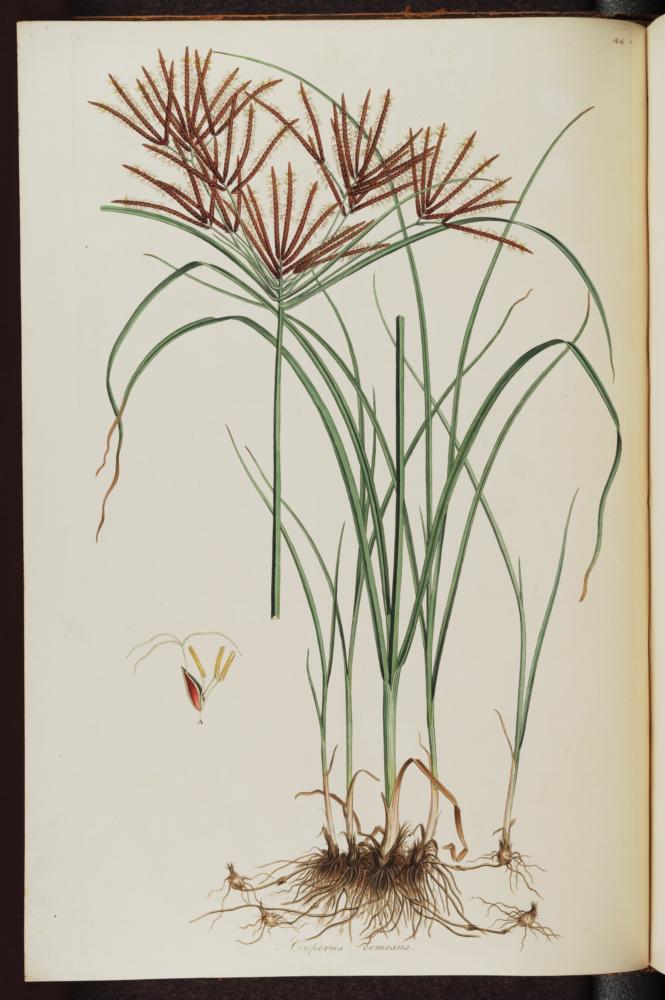 Cyperus rotundus