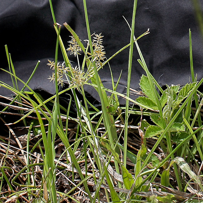 Cyperus sphacelatus