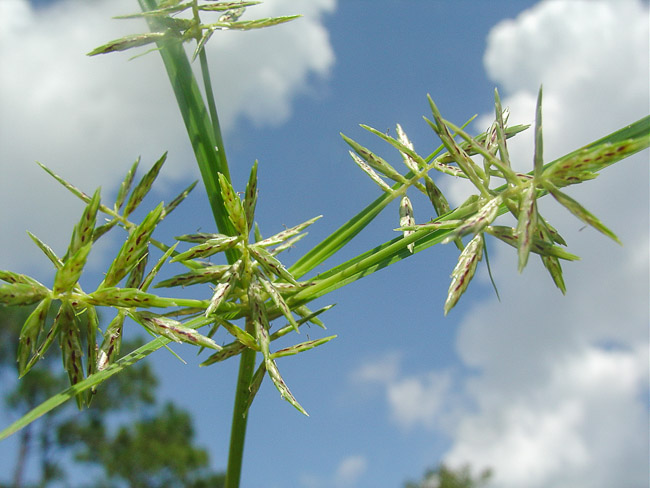 Cyperus sphacelatus