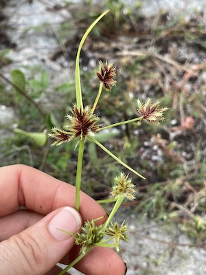 Cyperus squarrosus