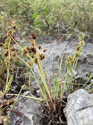 Cyperus squarrosus